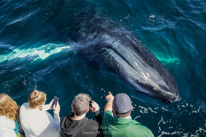 Whale Watching Trips to Stellwagen Bank Marine Sanctuary. Guaranteed Sightings! - Trip Details and Experience