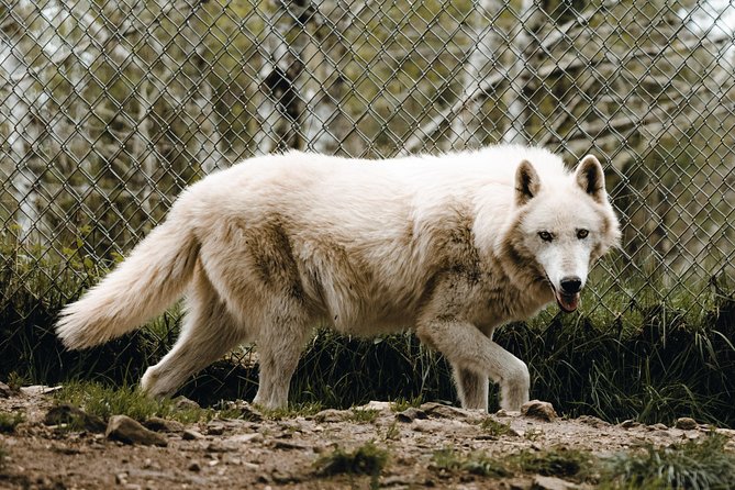 White Wolf Sanctuary Tour  - Oregon - Tour Details