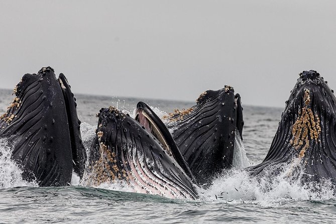 Wildlife Viewing Sightseeing and Whale Watching Quest - Tour Overview and Inclusions
