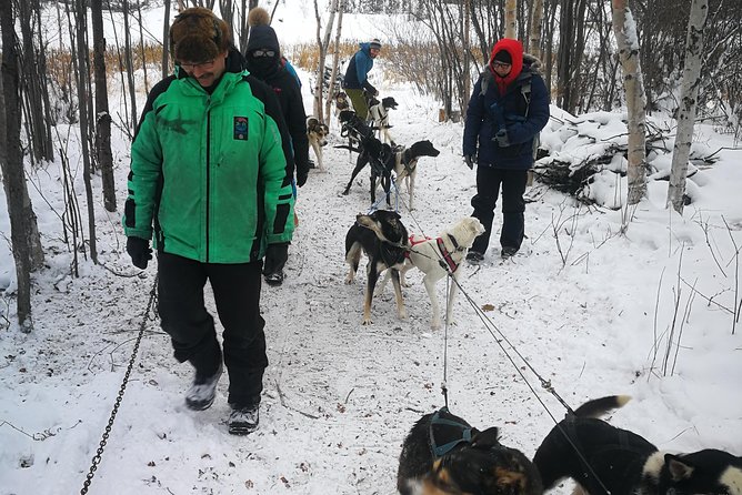 Yellowknife Northwest Territories Dog Sledding Experience