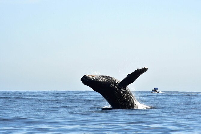 Zodiac Whale Watching Adventure – Incl FREE Photos & Whale Sightings Guarantee