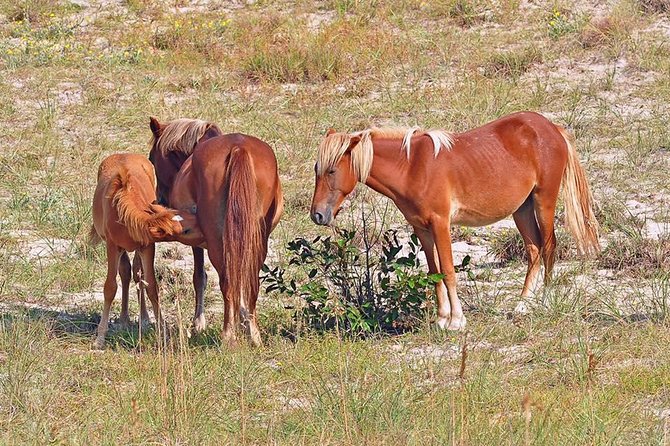 2-hour Outer Banks Wild Horse Tour by 4WD Truck - Vehicle and Route