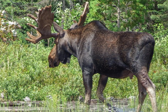 3 Day Algonquin Park Canoe Trip - Moose & Beaver Safari - Wildlife Encounters