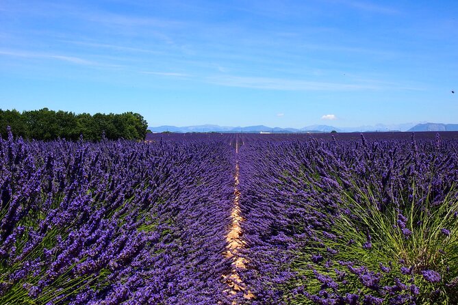 4-Hour Lavender Fields Tour in Valensole From Aix-En-Provence - Inclusions
