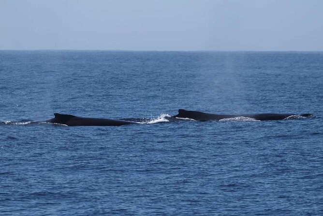 4 Hours of Humpback Whale Watching in Tahiti - Accessibility Information for Participants