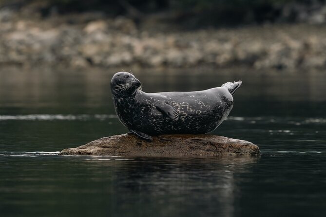 4 Hr Into the Wild Whales & Wildlife Adventure - Meeting Point Instructions