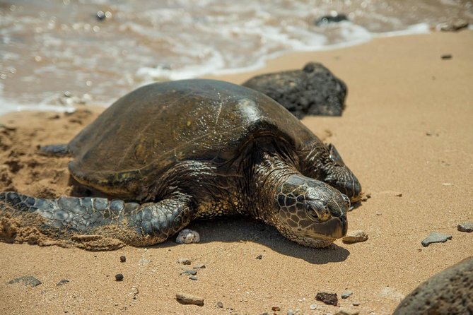 5-Star Oahu Sightseeing With Local Food & Shrimp Plate Included - Tour Highlights and Expertise