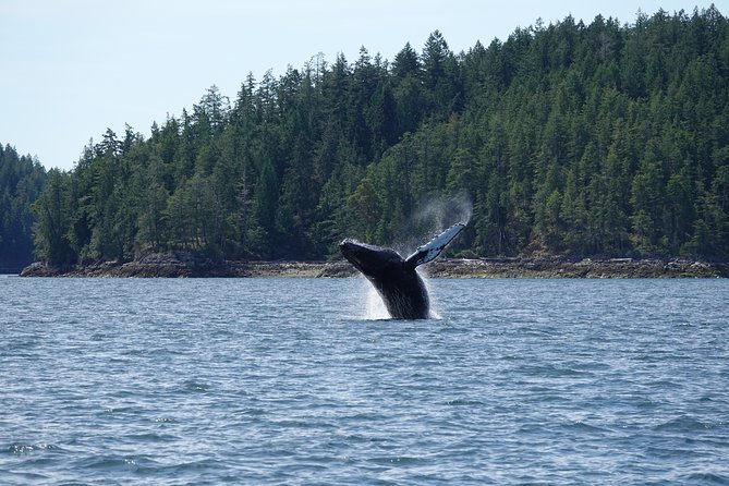 6 Hour Covered Boat Whale Watching Tour - Practical Information