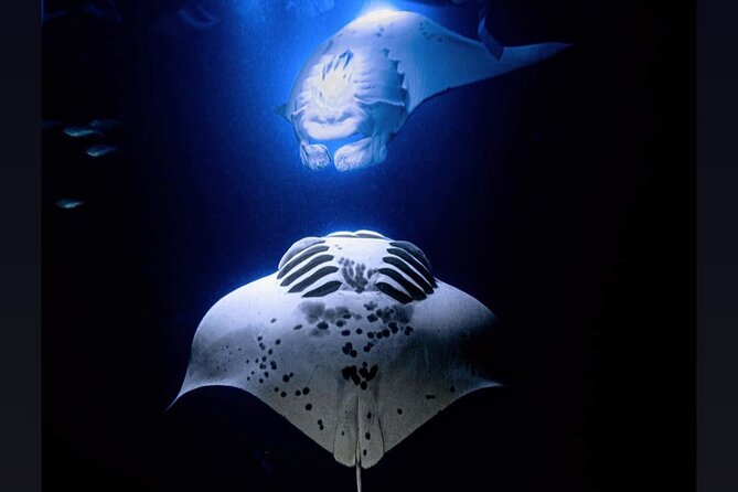 6 Passenger Maximum Manta Ray Night Snorkel in Kailua-Kona, HI - Participant Requirements