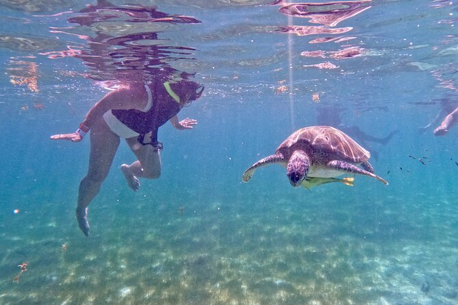 Akumal; Snorkeling and Photos With Turtles - Meeting and Pickup Details