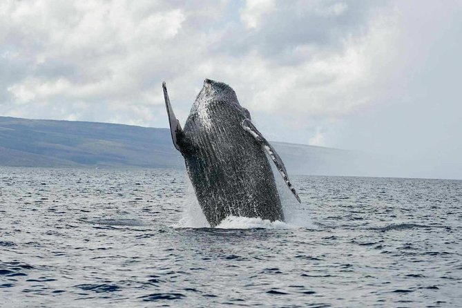 Alii VIP Whale Tour - Meeting and Pickup Info