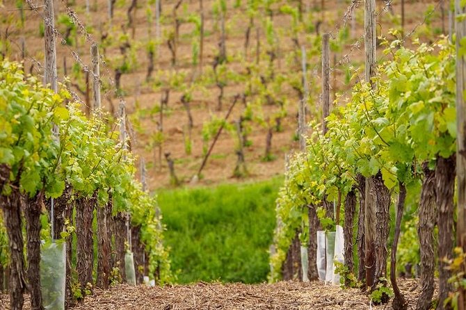 Alsace Wine Route Small Group Half-Day Tour With Tasting From Strasbourg - Customer Reviews