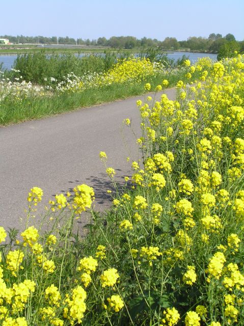 Amsterdam: New Ijburg District Private Bike Tour - Experience Highlights