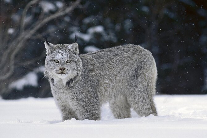 Banff: Best of Banff National Park - Nature Walk 2hrs - What to Bring