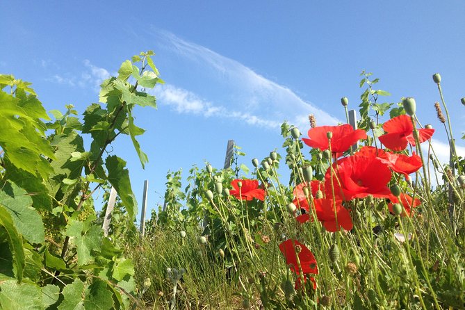 Beaujolais Crus Wines & Castles (9:00 Am - 1:30 Pm) - Small Group Tour From Lyon - Wine Tasting Experience