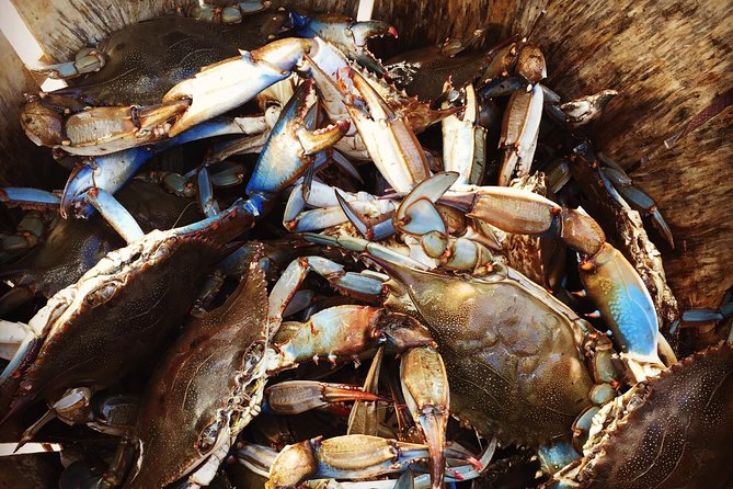 Behind the Scenes of Shem Creek Shrimp Walking Tour - Booking and Cancellation