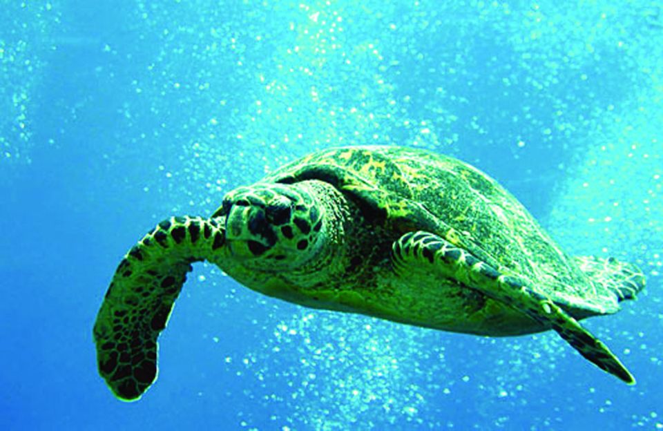 Big Island: 3 Hour Waikoloa Snorkeling & Sailing Adventure - Experience Highlights