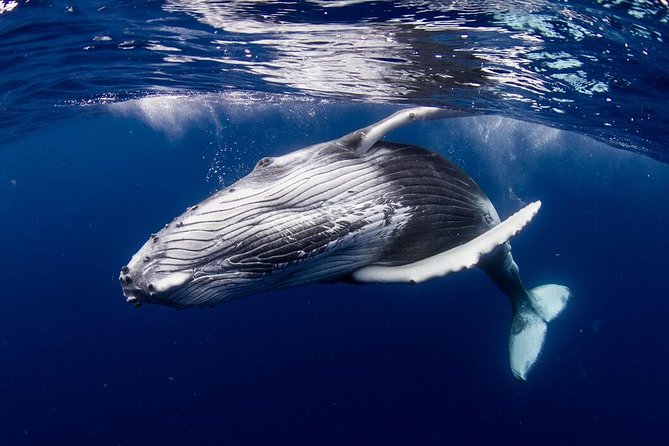 Bora Bora Private Half-Day Whale-Watching Tour - On-Board Amenities