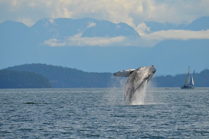 British Columbia: Salish Sea Half-Day Whale and Wildlife Tour  - Vancouver Island - Cancellation Policy