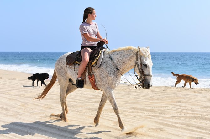 Cabo Desert ATV & Beach Horseback Combo and Tequila Tasting - Activities