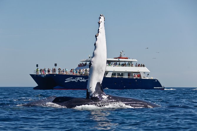 Cabo San Lucas Whale Watching Lunch Cruise - Inclusions and Amenities