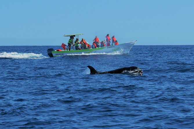 Cabo San Lucas Whale Watching Tour With Photos Included - Logistics