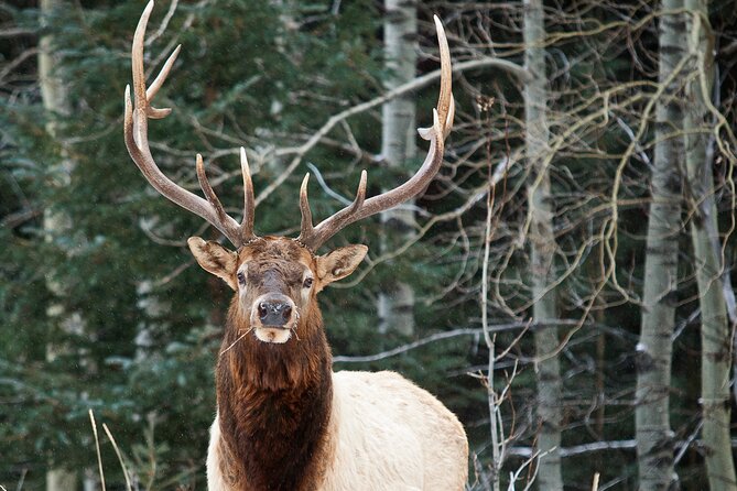 Canmore: Wilderness & Wildlife Hiking Tour - 3hrs - Meeting Point Details