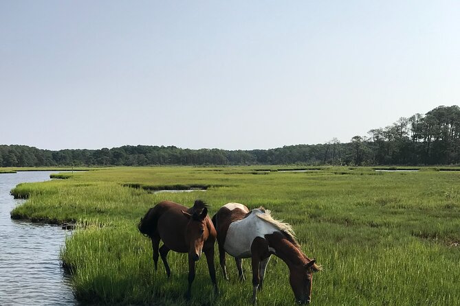 Chincoteagues Up The Bay Pony and Wildlife Tour by Boat - Customer Experiences