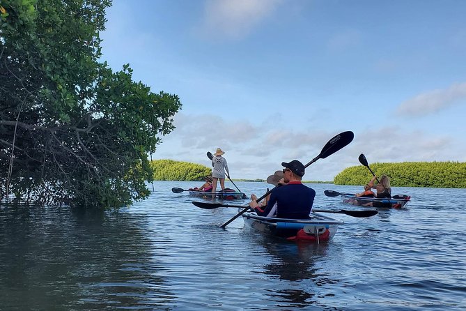 Clear Kayak Tour of Shell Key Preserve and Tampa Bay Area - Equipment and Safety