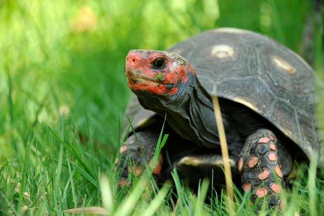 Corsica A Cupulatta Turtle Park Skip the Line Admission Ticket - Experiencing Turtle Diversity