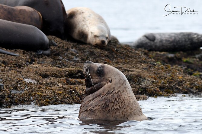 Cowichan Bay Half Day Whale & Wildlife Adventure - Important Guidelines