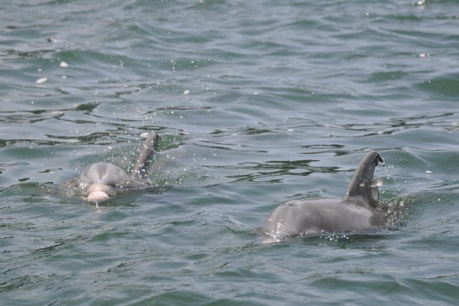 Destin Dolphin Watching Cruise in the Gulf of Mexico - Meeting and Pickup Details