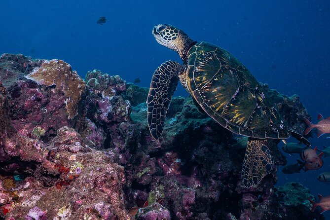 Discover Scuba Diving Class - Lahaina (Shore) - Requirements and Policies