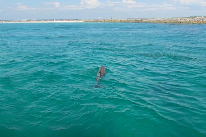 Dolphin Sightseeing Tour on the Footloose Catamaran From Panama City Beach - Booking Information