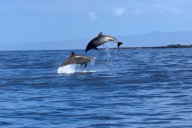 Dolphin Watch & Snorkel Captain Cook Monument Big Island Kailua-Kona Hawaii - Cancellation Policy Details