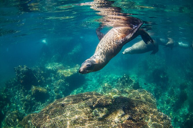 Espiritu Santo Island Snorkel & Sea Lion Adventure - Lunch at Ensenada Grande Beach