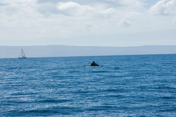Favorite Oahu Whale Watch! (2 Hour Tour! Ala Wai Harbor, Oahu) - Inclusions and Amenities