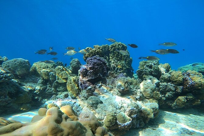 First Dive in the Beautiful and Quiet Maraa Lagoon (Paea - Tahiti) - Meeting Point and Pickup Information