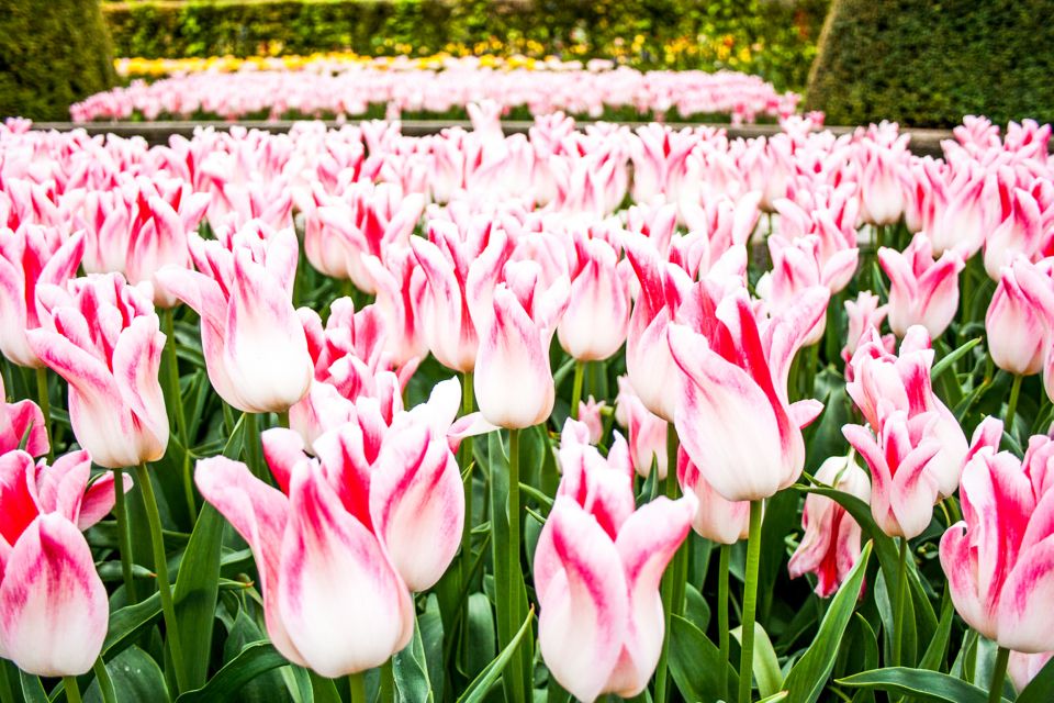 From Amsterdam: Keukenhof Entry and Roundtrip Shuttle Bus - Experience at Keukenhof