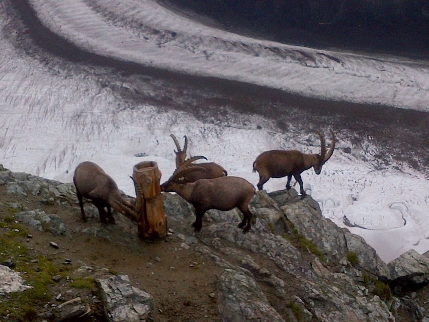 From Basel: Zermatt and Mt. Gornergrat Small Group Tour - Experience Highlights