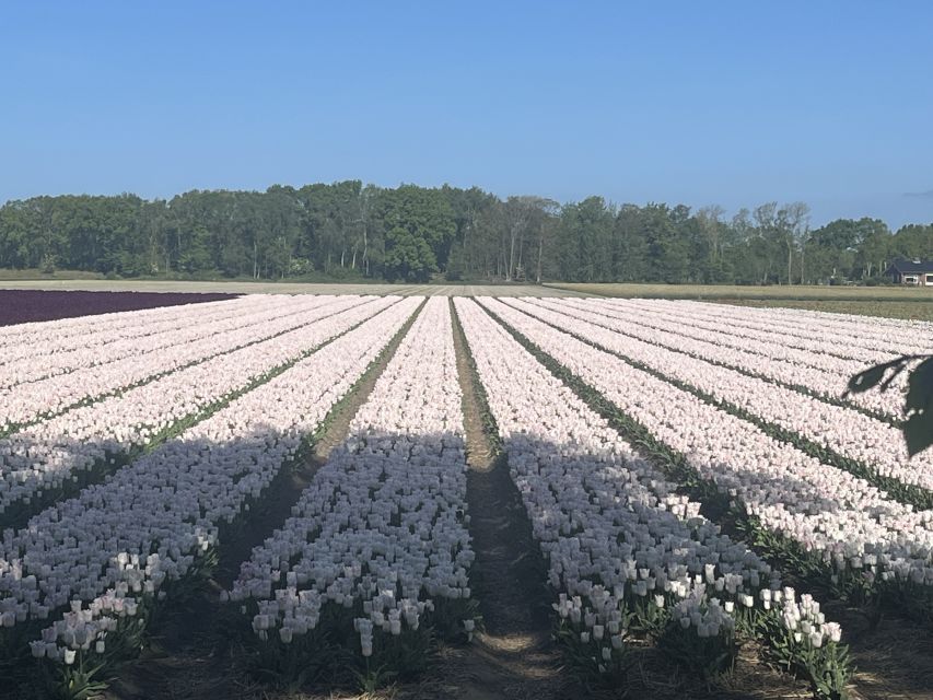 From Lisse: Flower Bike Tour Along Keukenhof and De Tulperij - Highlights