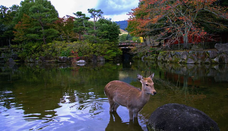From Osaka: 10-hour Private Custom Tour to Nara - Inclusions and Accessibility Information