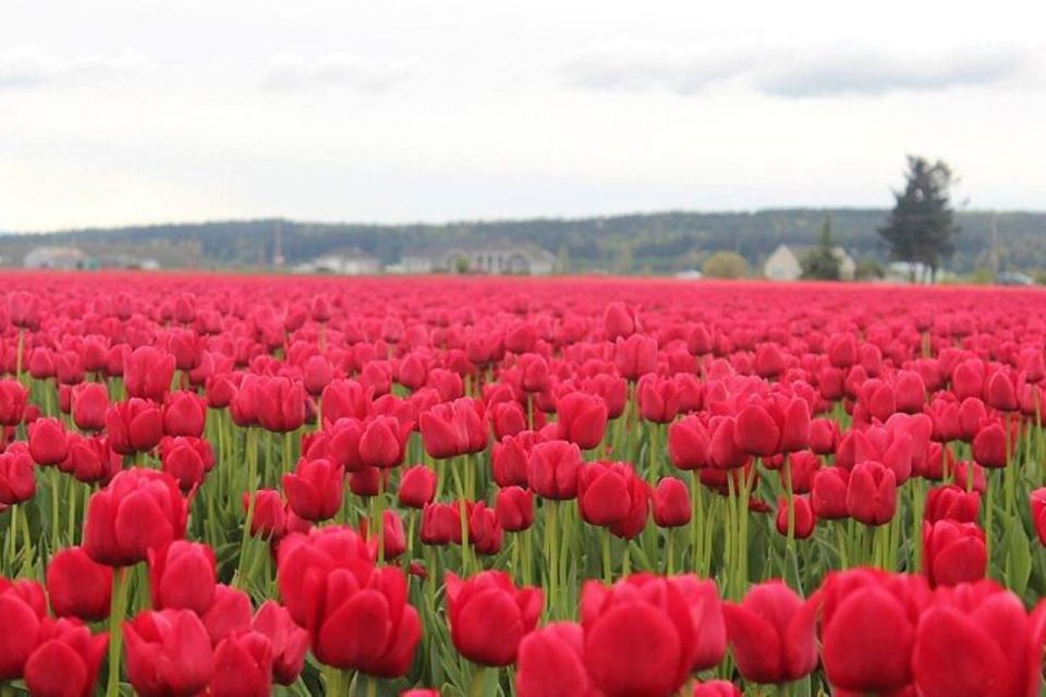 From Seattle:Tulip Festival at Skagit Valley and La Conner - Scenic Drive to Skagit Valley