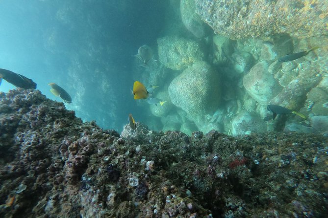 Full-Day Experience in Banderas Bay - Tour Guides and Interactions