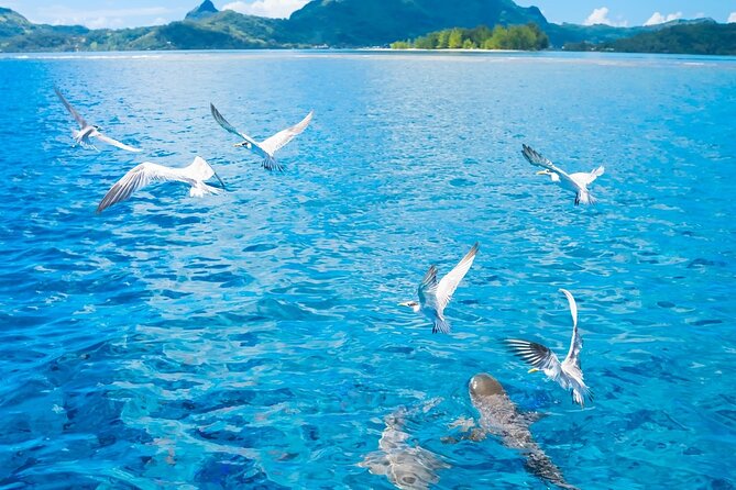 Full Day Lagoon Group Tour in Bora Bora With Lunch - Tour Details