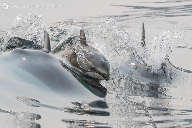 Full Day Whale Watching Campbell River - Booking Details