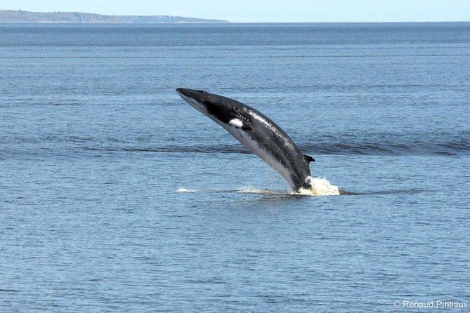 Full-Day Whale Watching Cruise From Quebec City - Inclusions