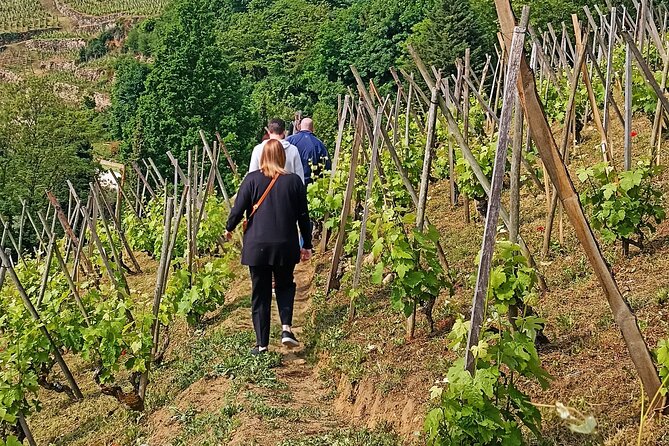 Guided Day Tour and Wine Tasting Northern Rhône Valley - Wine Tasting Experience