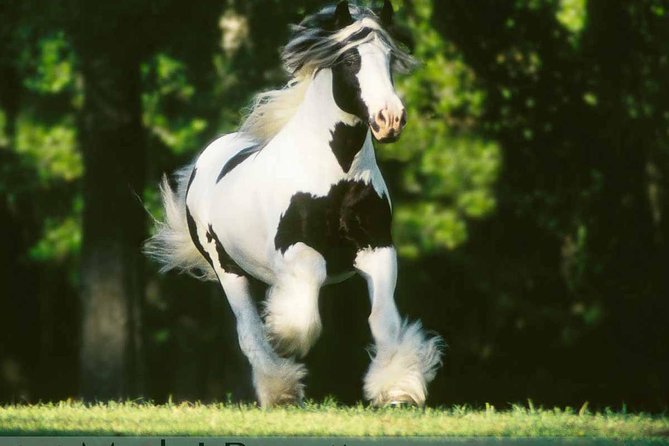 Gypsy Gold Horse Farm Tour - Farm Visit Experience