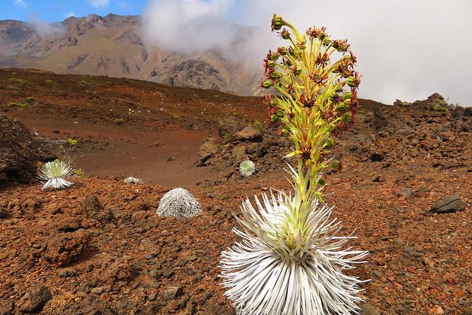 Haleakala Sunrise Best Guided Bike Tour With Bike Maui - Logistics and Meeting Details